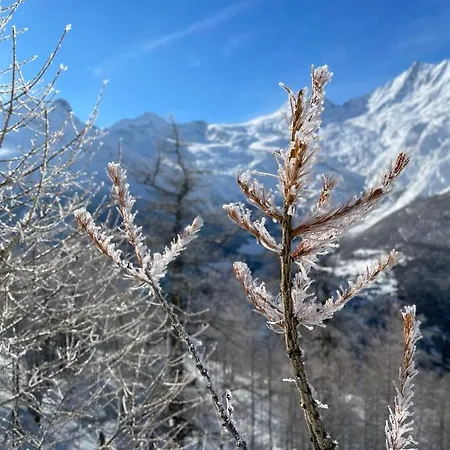 Alpenrose Appartement