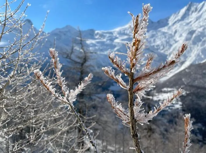 Alpenrose 公寓